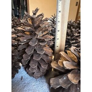 21 XL‎ Longleaf Pinecones Large Natural Rustic Farmhouse Wreath Craft Decor"
